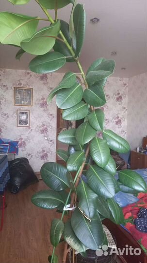 Фикус 2м.20см
