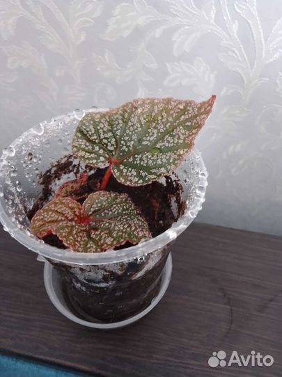 Бегония Maurice Amey