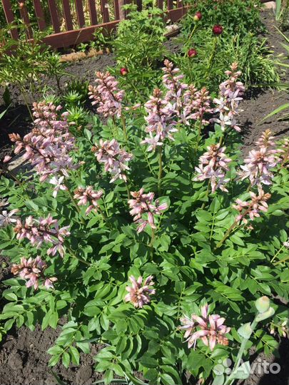 Саженцы ясенца (неопалимая купина)