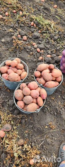 Картофель деревенский с доставкой