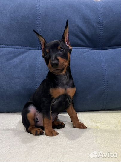 Цвергпинчер