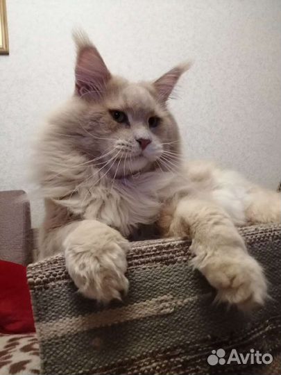 Кот мейн кун вязка