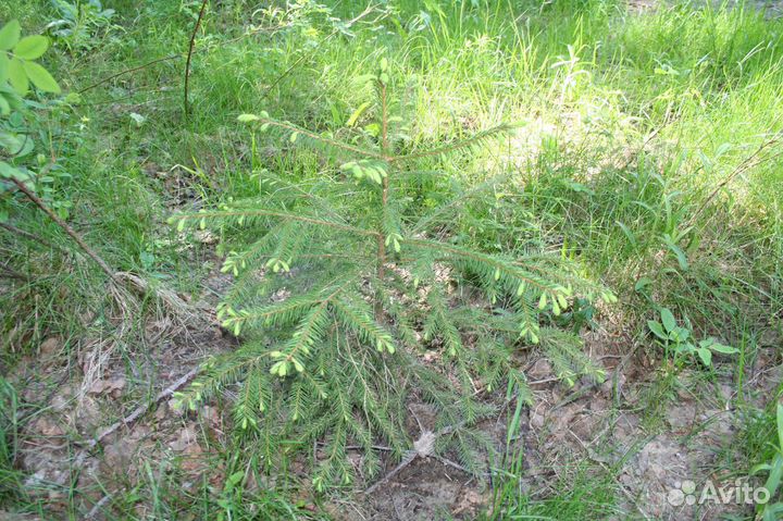 Саженцы ель обыкновенная с комом зкс