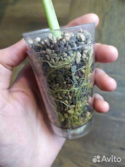 Алоказия Сариан (Sarian)