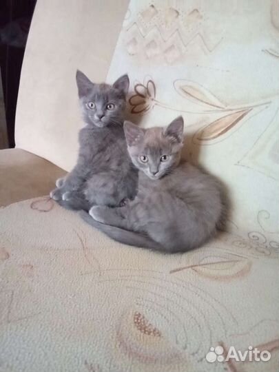 Котята два месяца