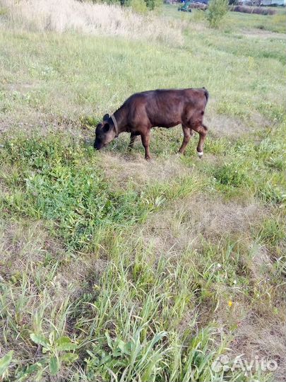 Телка 3 месяца