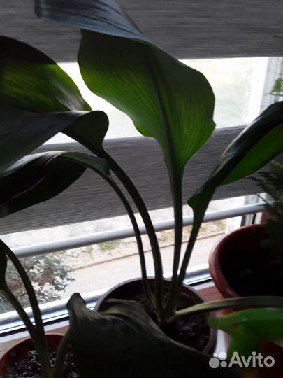 Комнатные растения цветы