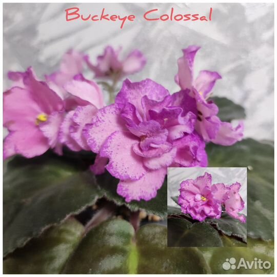 Фиалки сортовые