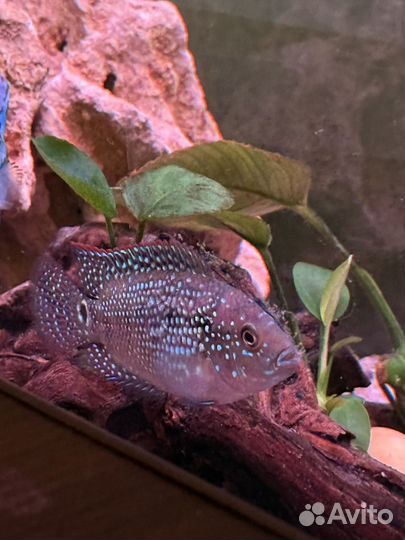 Цихлида Пчелка