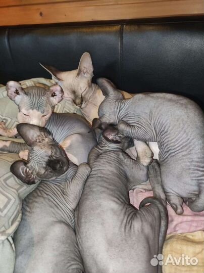 Канадский сфинкс