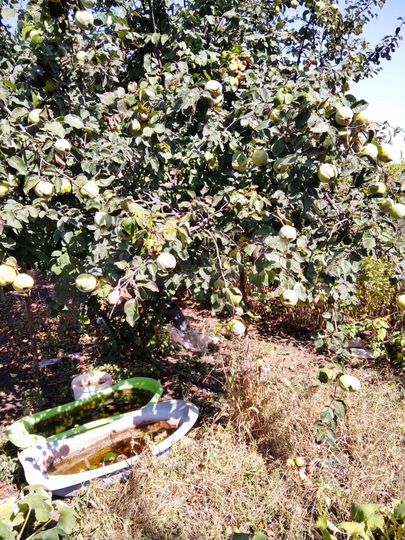 Участок 5 сот. (ИЖС)