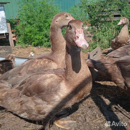 Мускусные (шипуны,индоутки) утки