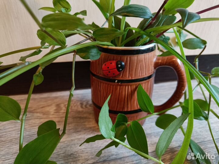 Традесканция Хлорофитум композиция