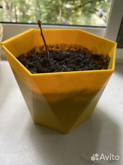 Авокадо растение