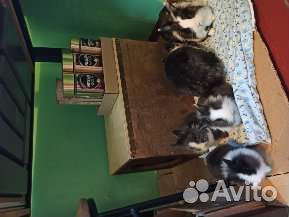 Кролики львиноголовики 3 малыша