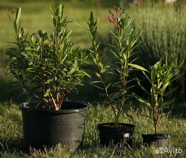 Олеандр розовый махровый саженцы