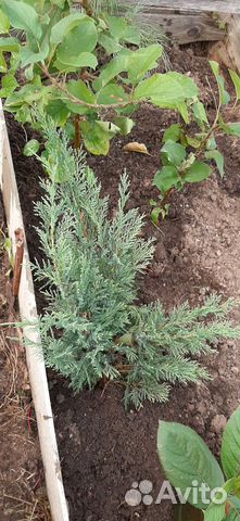 Кусты можжевельника стелящегося купить в Санкт-Петербурге | Товары для ...