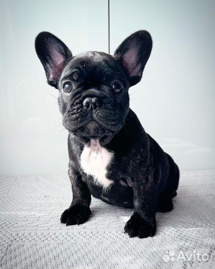 Французский бульдог