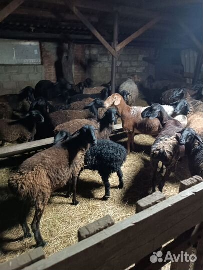 Овцы бараны