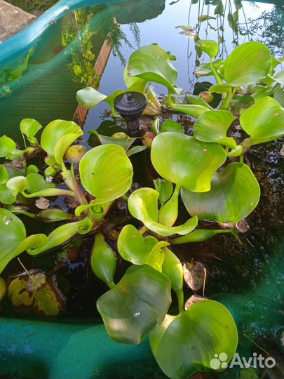 Эйхорния водный гиацинт