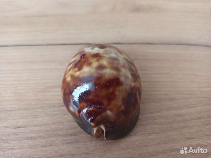 Морская раковина