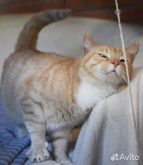 Котики бесплатно в добрые руки