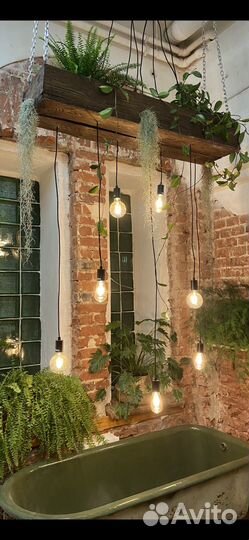 Тилландсия уснеевидная