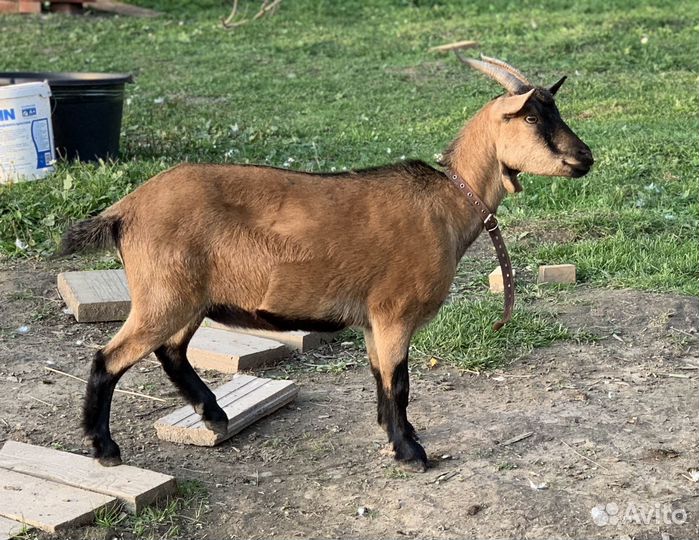 Камерунская чистопородная в разведение