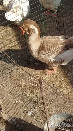 Холмогор гусак