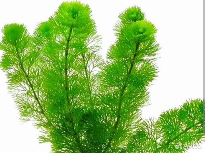 Аквариумные растения