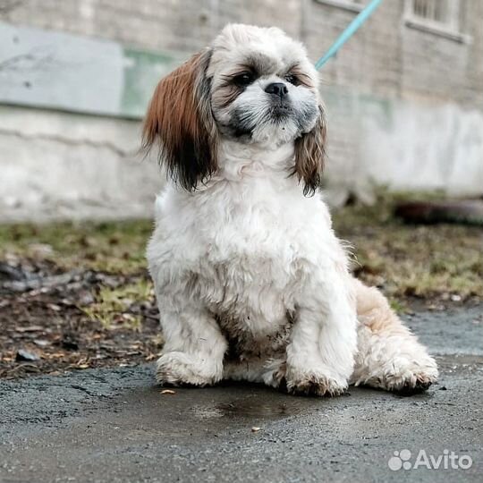 Вязка собак ши-тцу