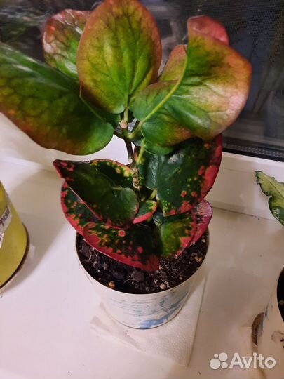 Клонг май, кротон