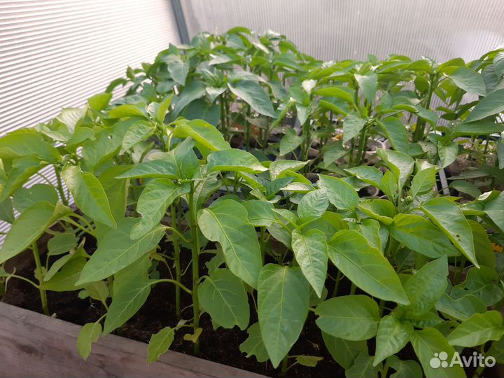 Рассада помидор, перцев,баклажанов и капусты
