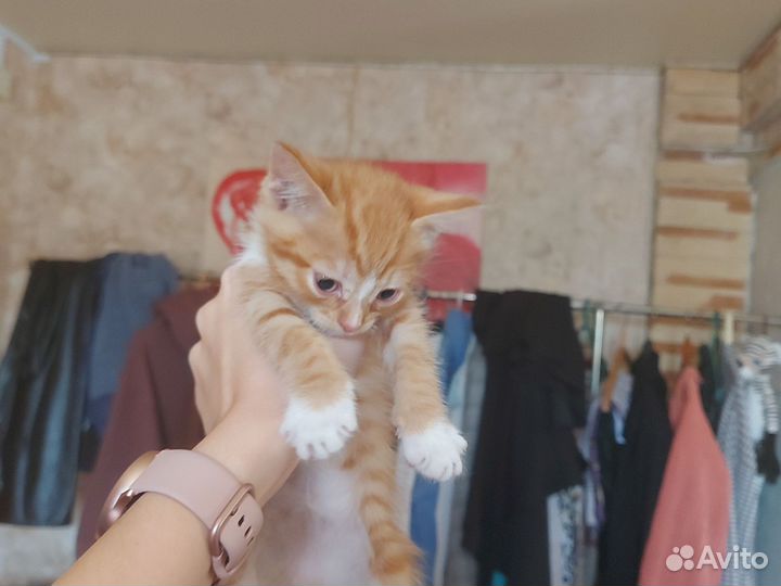Котёнок в дар бесплатно
