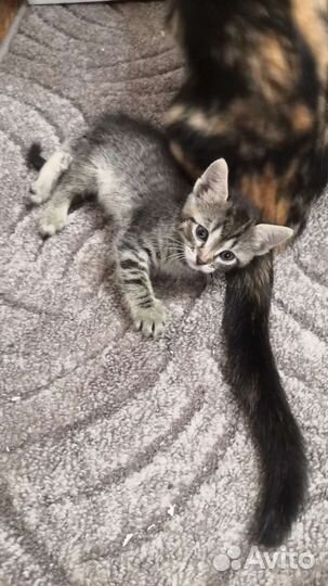 Кошки в добрые руки бесплатно