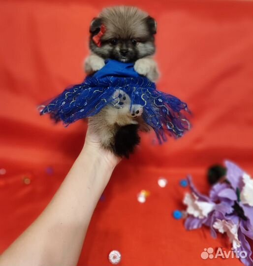 Яркая красотка шпиц