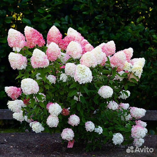 Гортензия Пинк энд Роуз, Саммер Лав