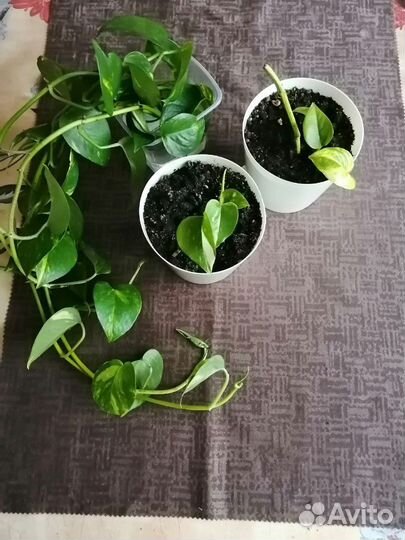 Эпипремнум