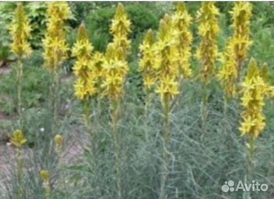 Многолетник садовый ,Асфаделина