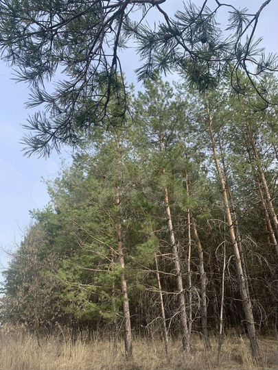 Участок 25 сот. (ИЖС)