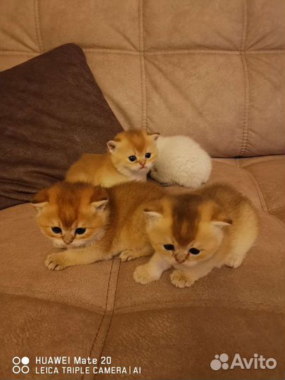 Британские котята золотая шиншилла