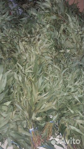 Эвкалиптовые веники для бани