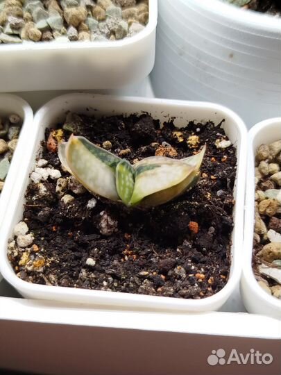 Суккуленты