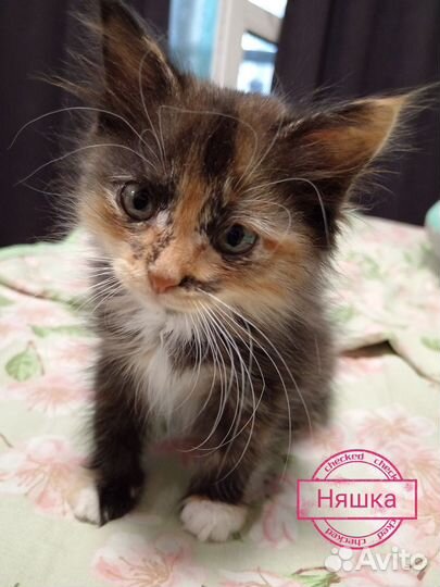 Кошка в добрые руки