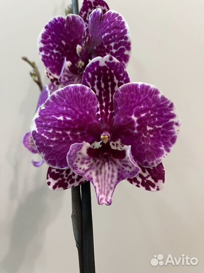 Фаленопсисы разные - цветущие 2