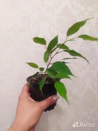 Фикус