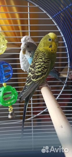 Волнистый попугай