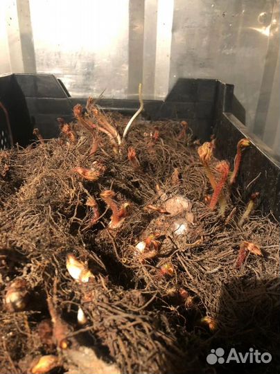 Астильба клубни оптом. Голландия