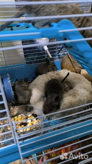 Австралийская Белка дегу