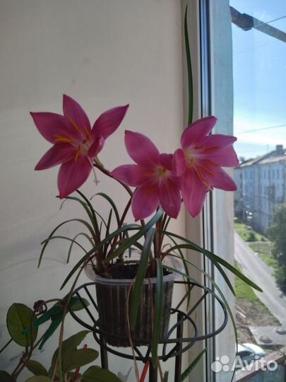 Зеферантес розовый